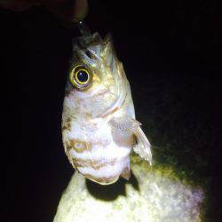 フロートリグで