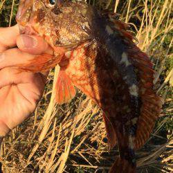 ライトショアスロー