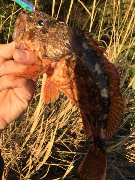 ライトショアスロー