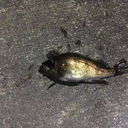 メバルランガン！