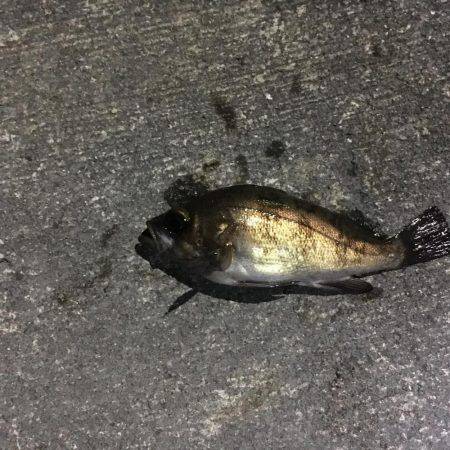 メバルランガン！