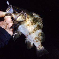 メバリングとアジング