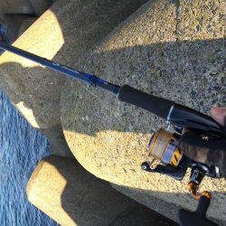 ヤリイカエギング