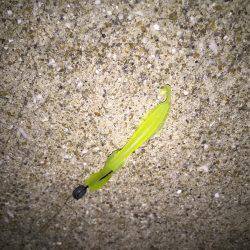 川棚 湾奥の浅場で