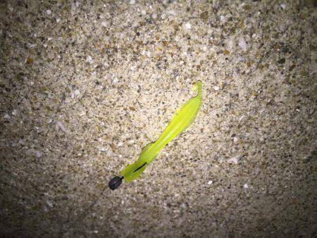 川棚 湾奥の浅場で