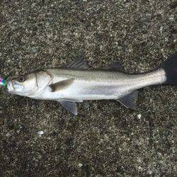 シーバス初釣り