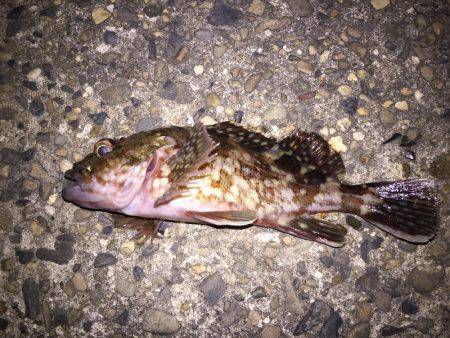 釣り初めはカサゴから…