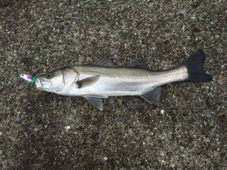 シーバス初釣り