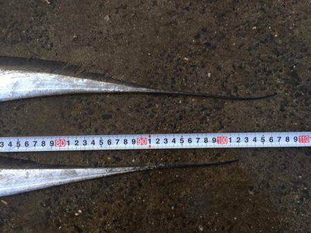 ドラゴンいました