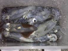 灯光器があれば