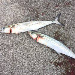 サゴシの群れ接岸