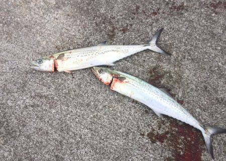 サゴシの群れ接岸