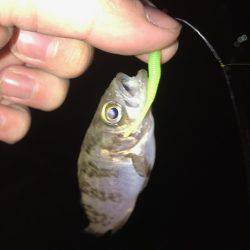 メバリング練習