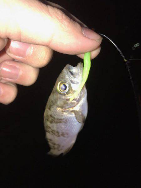 メバリング練習