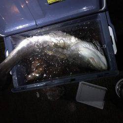 釣り部で舞洲へ