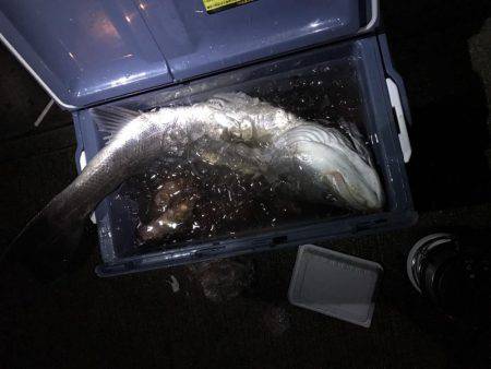 釣り部で舞洲へ