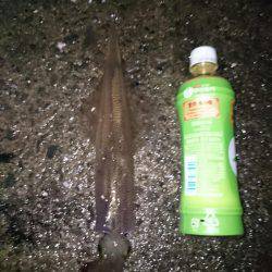 今年最初の釣り初め