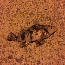 久しぶりの釣行