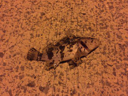 久しぶりの釣行