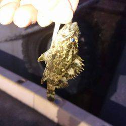 初釣りボーズ翌日タケノコ