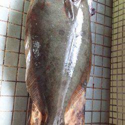 ヒラメ74センチ！