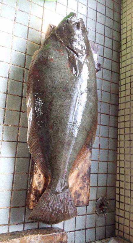 ヒラメ74センチ！