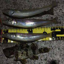 テトラデビューでキスゲット