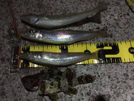 テトラデビューでキスゲット