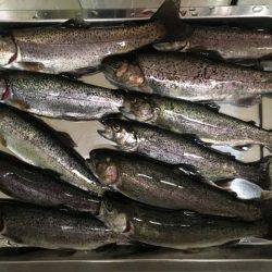 芥川マス釣り場でジャンボニジマス！