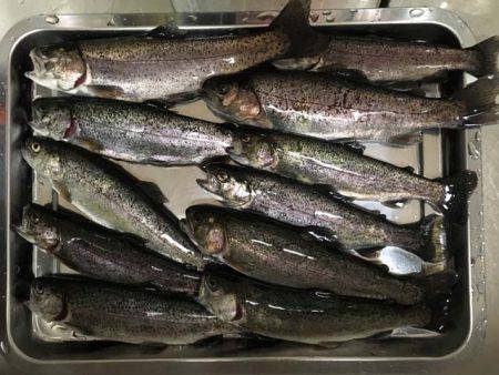 芥川マス釣り場でジャンボニジマス！