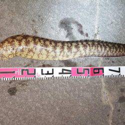 サーフでヒラメ65㎝　港ではアナゴとウツボ