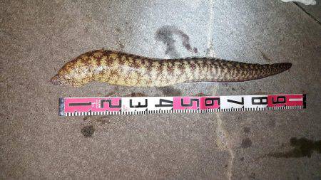 サーフでヒラメ65㎝　港ではアナゴとウツボ