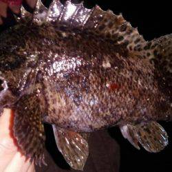 メバルはどこへ?