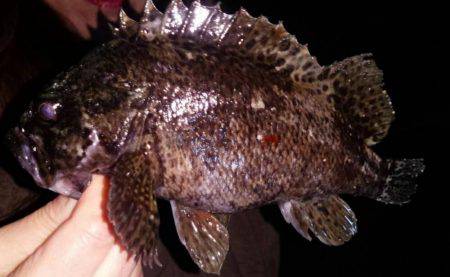 メバルはどこへ?