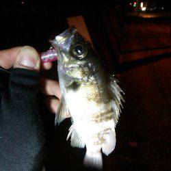 廿日市護岸  好調メバルプラッキング