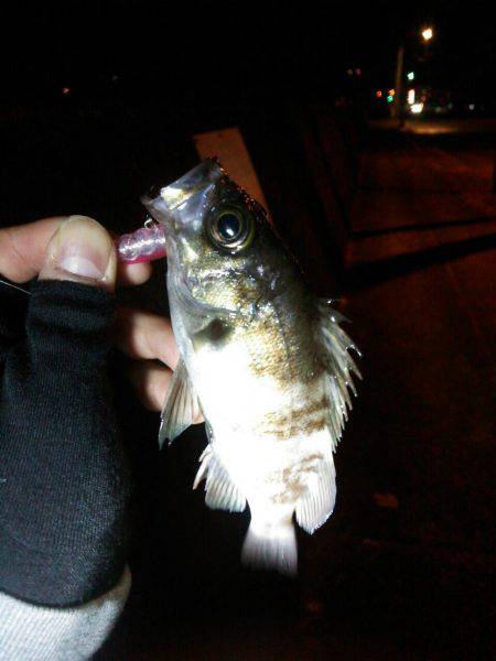 廿日市護岸  好調メバルプラッキング