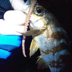 渋い…でも楽しい！