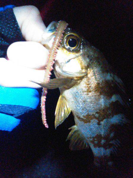 渋い…でも楽しい！