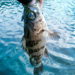 新春初メバリング