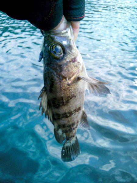 新春初メバリング