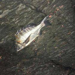 イマイチの初釣り(>_<)