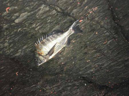 イマイチの初釣り(>_<)