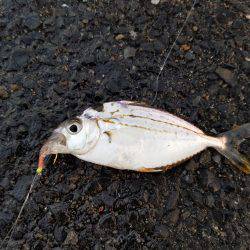 初釣りのはずが…