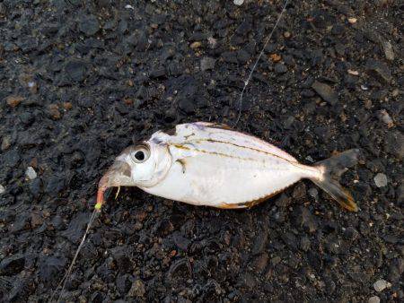 初釣りのはずが…