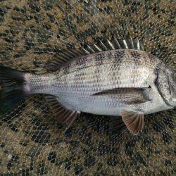 出直しのチヌ(メイタ)