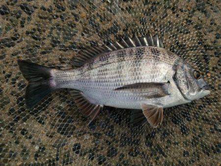 出直しのチヌ(メイタ)