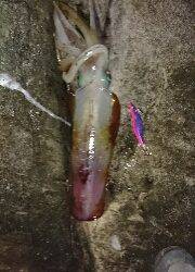 今年エギング初釣行