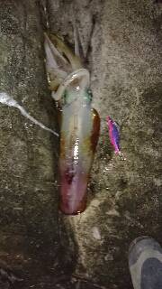 今年エギング初釣行