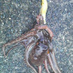 今年になって４匹の釣果です！