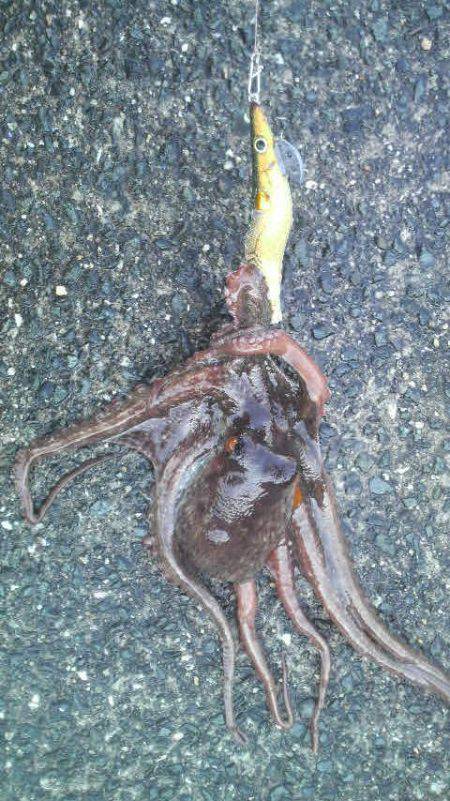 今年になって４匹の釣果です！